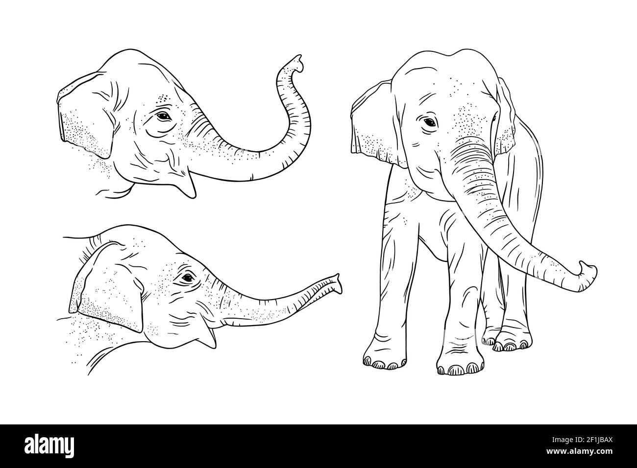 Realistic elephant set isolated on white background. Engraved Indian elephant for zoo designs. Sketch vector illustration Stock Vector