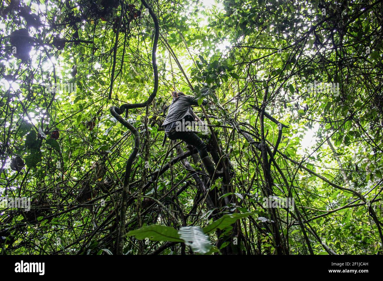 Dedi Langlangbuana climbs on a tree to check on bird song caught