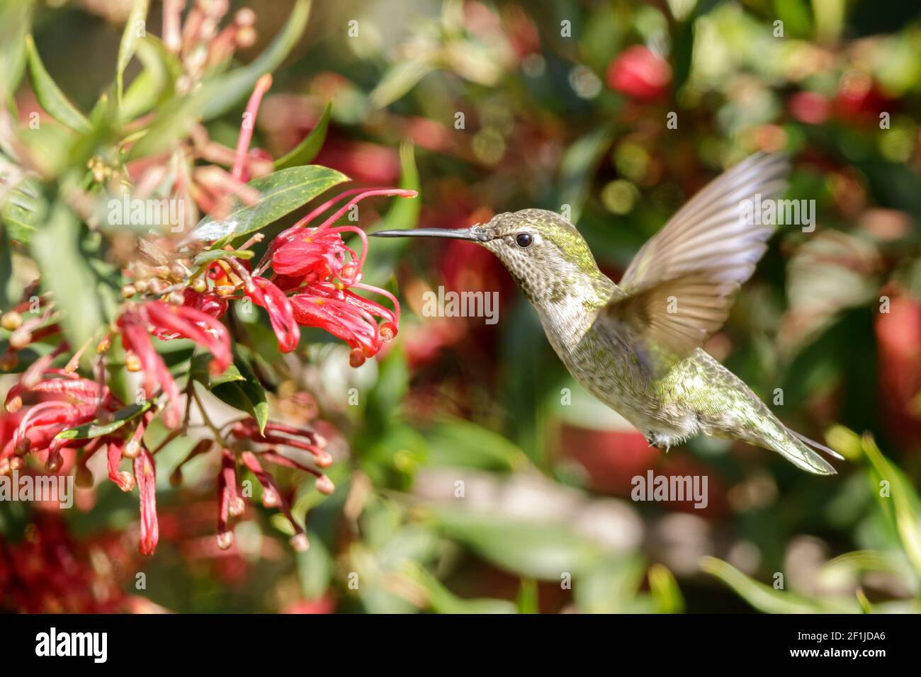 Anna's Hummingbird adult female hovering and sipping nectar Stock Photo