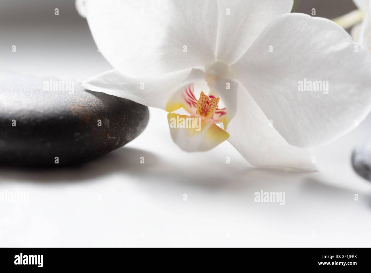 White orchid on black stone Stock Photo