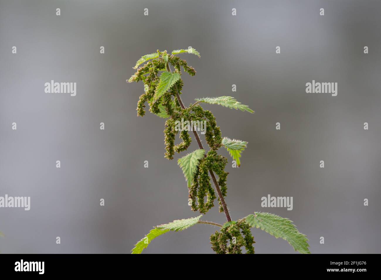 nettle with leaves and seeds with natural grey and green background Stock Photo