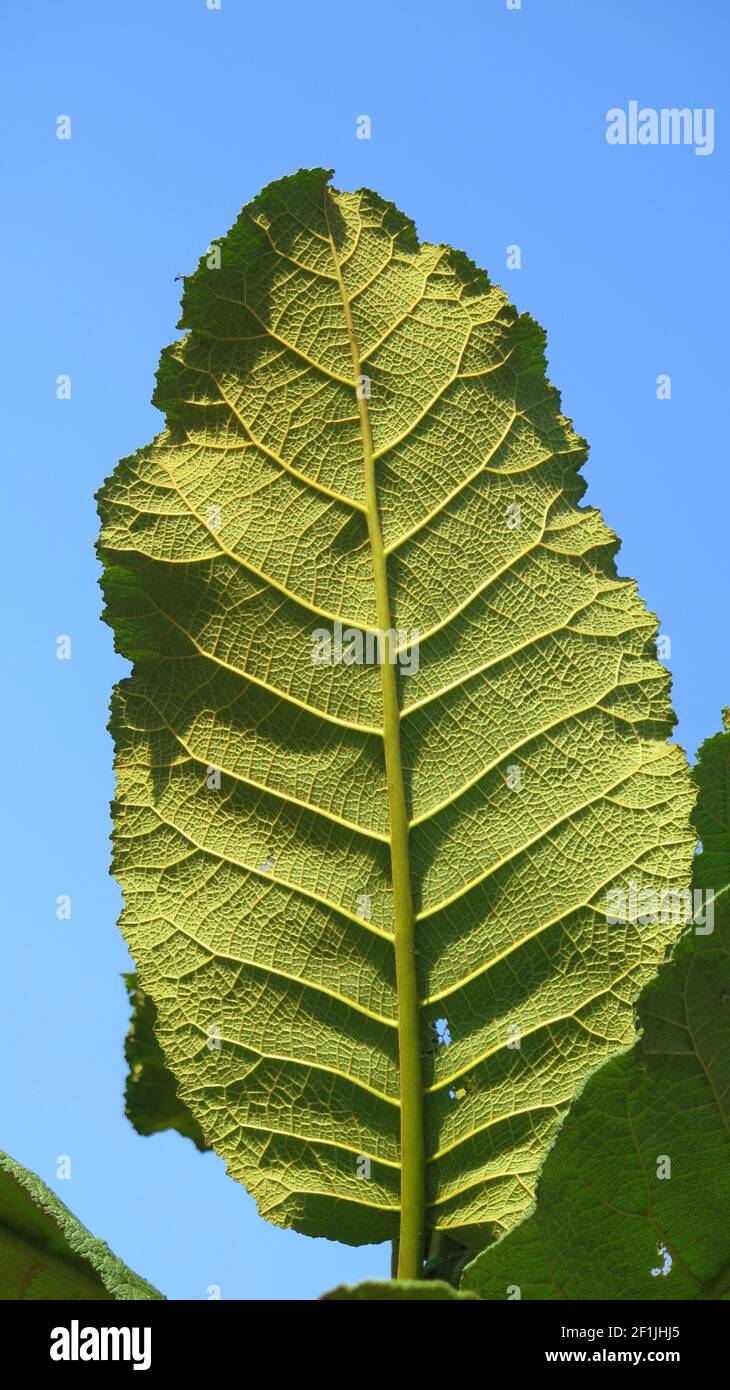 Andsalusian hi-res stock photography and images - Alamy