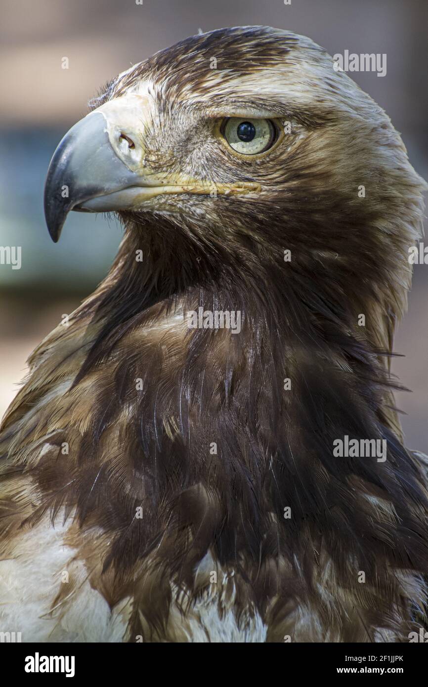 Golden eagle looking around. A majestic golden eagle takes in its surroundings from its spot amongst vegetation Stock Photo