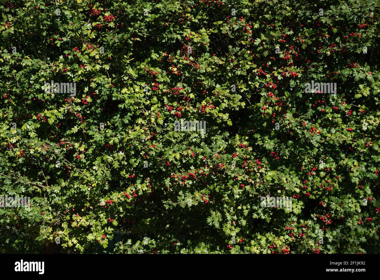 Hedge red Berrys Stock Photo