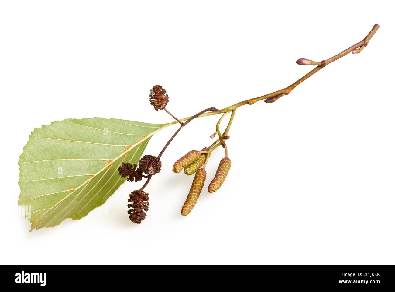 A branch of alder leaves, catkins and cones and green cones isolated on a white background with clipping path which does not include shadow. Branch of Stock Photo