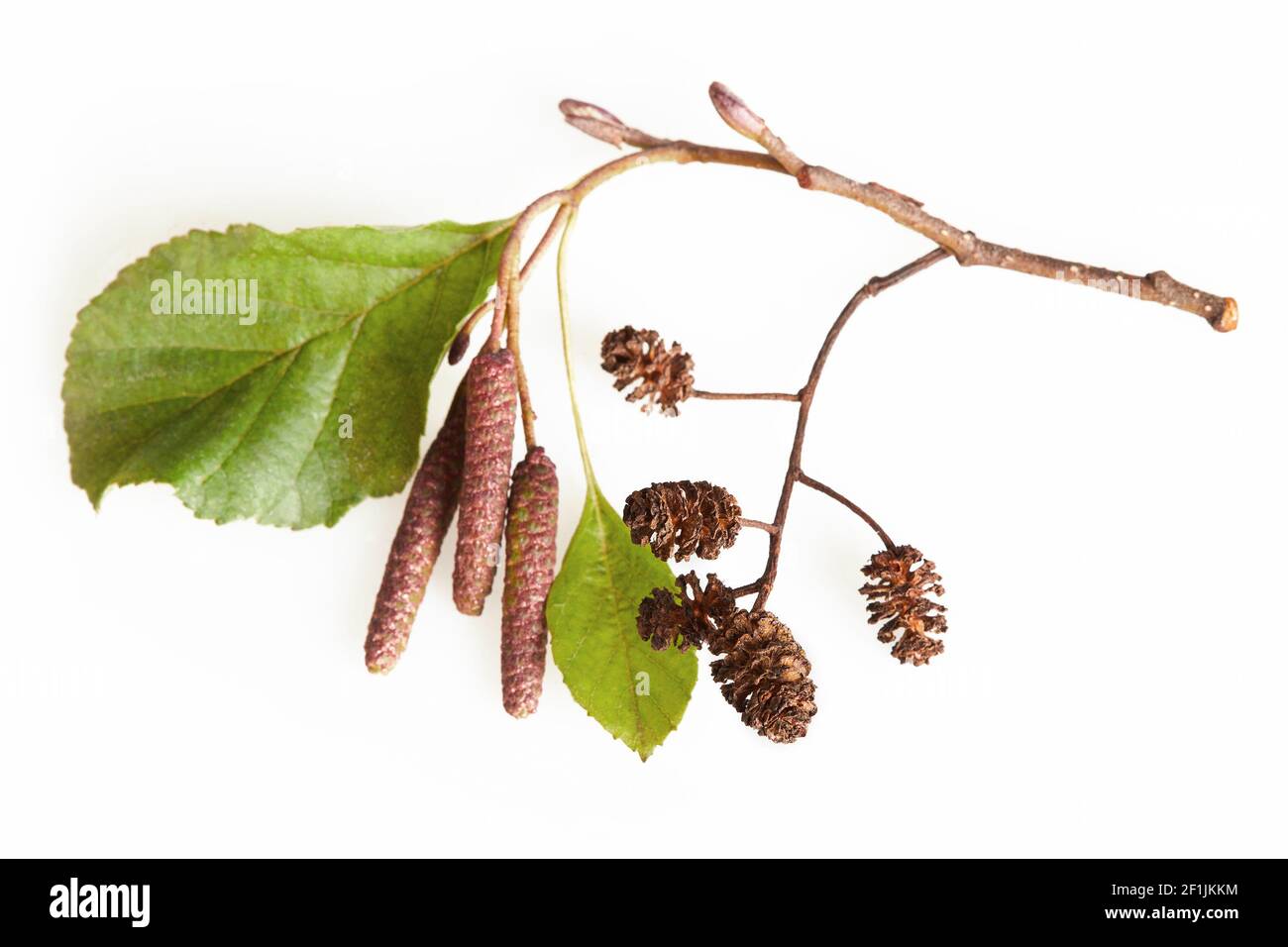 A branch of alder leaves, catkins and cones and green cones isolated on a white background with clipping path which does not include shadow. Branch of Stock Photo