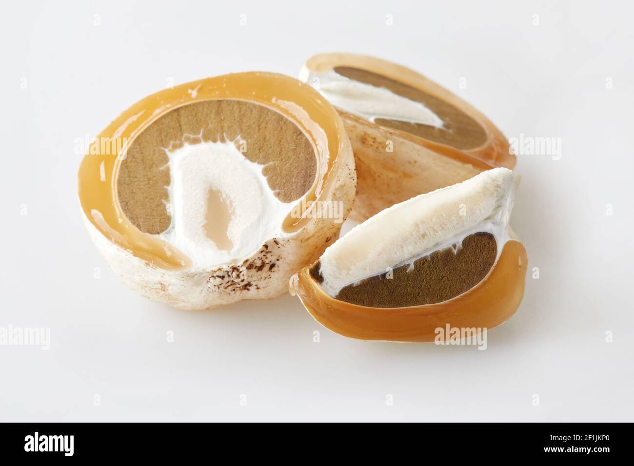 Phallus impudicus, known as the common stinkhorn isolated on white ...