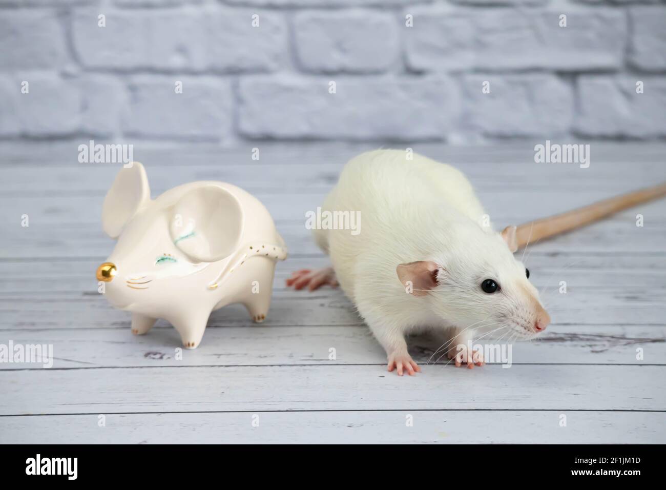 Golden rats tail hi-res stock photography and images - Alamy