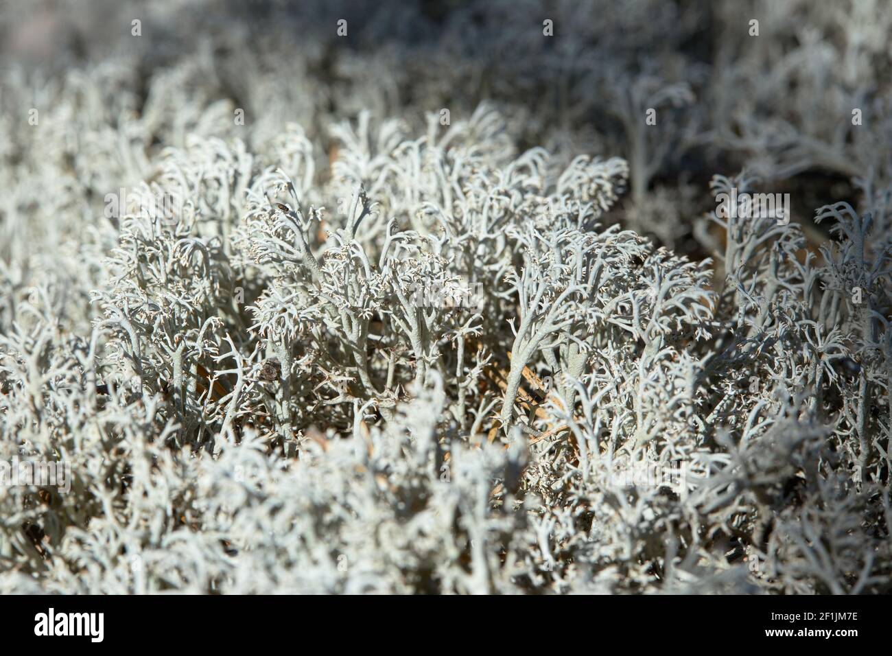 Cladonia stellaris (known also as Northern Reindeer Lichen) growing in the soil, close up Stock Photo
