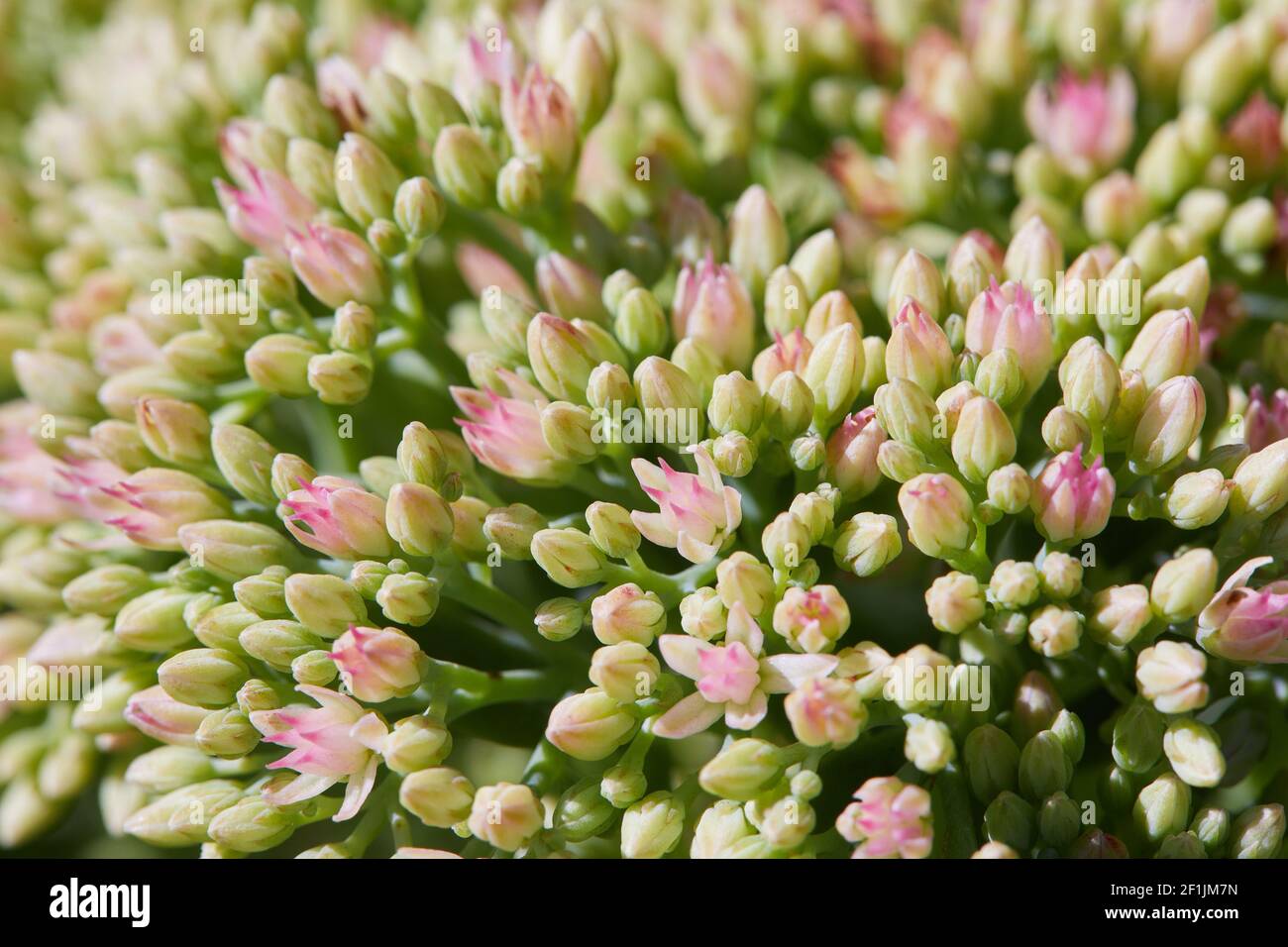 Showy stonecrop, or ice plant (Hylotelephium spectabile) is ready to bloom, close up buds.  This plant belongs to the stonecrop family, Crassulaceae. Stock Photo