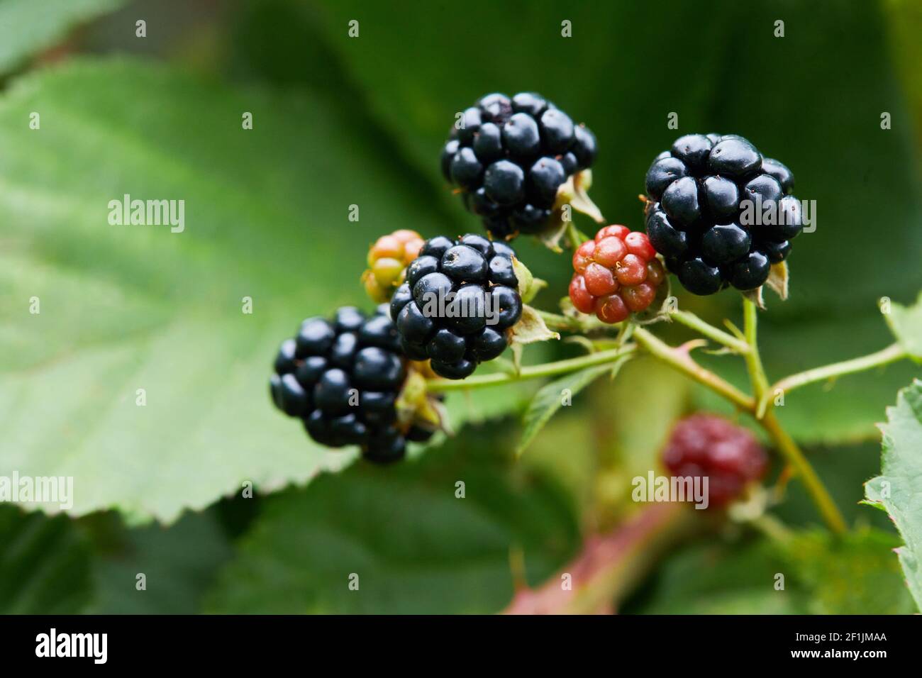 Black raspberry (Rubus occidentalis) - wild growing berries ripening near the forest, closeup Stock Photo