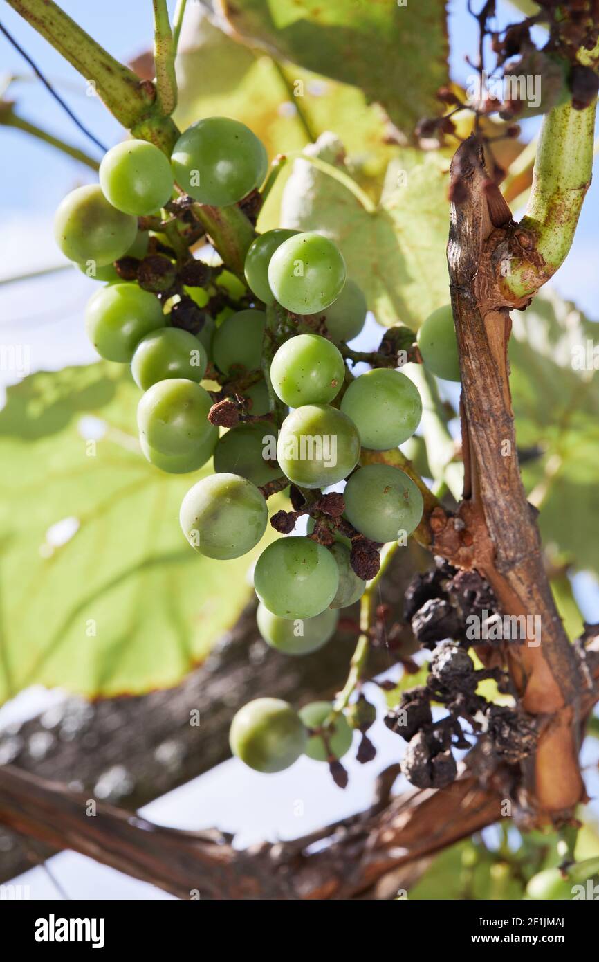 Grape disease Peronospora (Plasmopara viticola) also known as grape downy mildew. The affected
