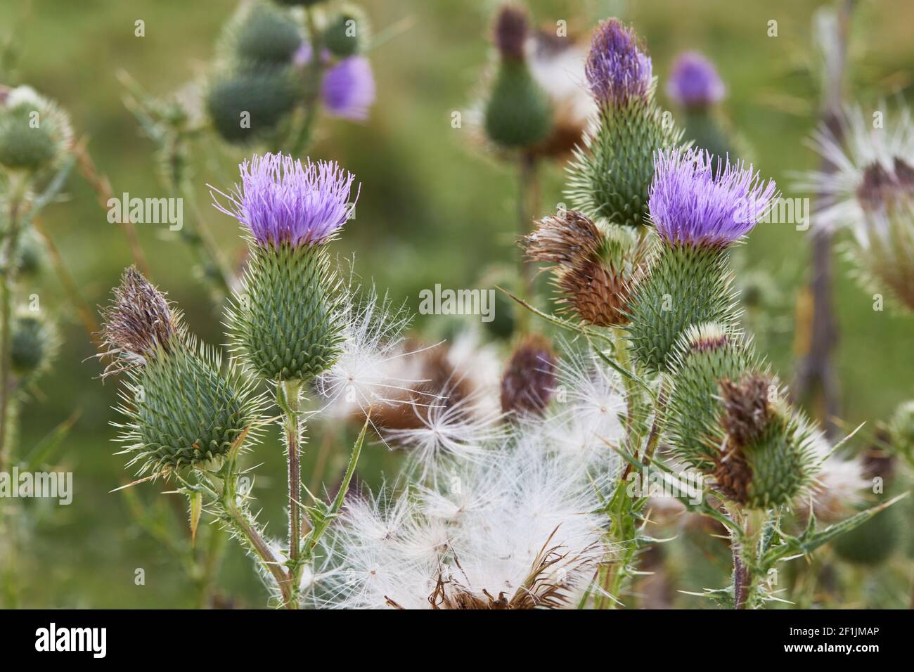 Cirsium vulgare, Spear thistle, Bull thistle, Common thistle, short lived thistle plant with spine tipped winged stems and leaves, pink purple flower Stock Photo