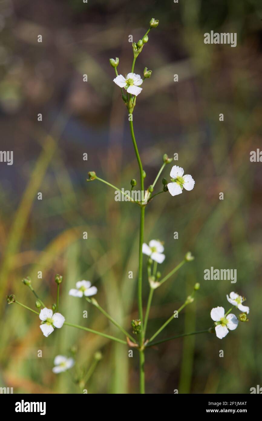 Tiny white flowers of Alisma plantago-aquatica, (Alisma plantago) growing outdoors. Wild flowers close up. Stock Photo