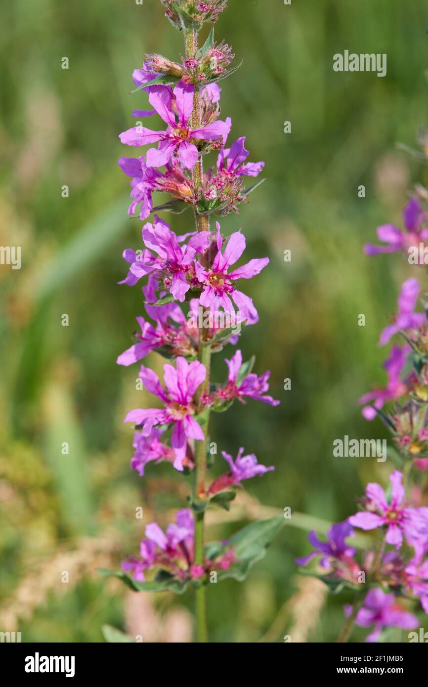 Purple Loosestrife, (Lythrum Salicaria), Spiked Loosestrife or Purple Lythrum, is a flowering plant in the Lythraceae family which is growing in the m Stock Photo