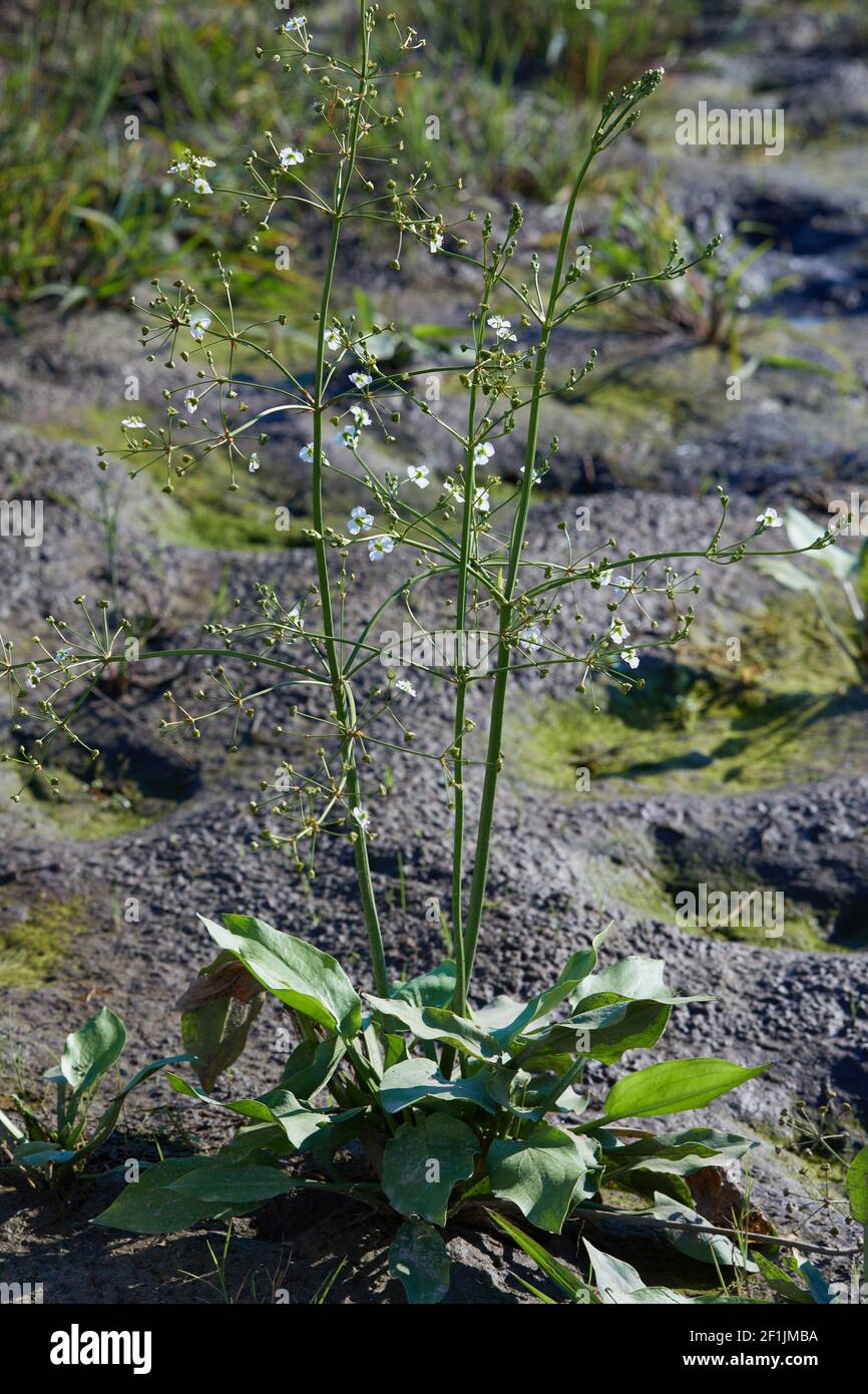 Alisma plantago-aquatica, (Alisma plantago) growing outdoors. Wild flowers close up. Stock Photo