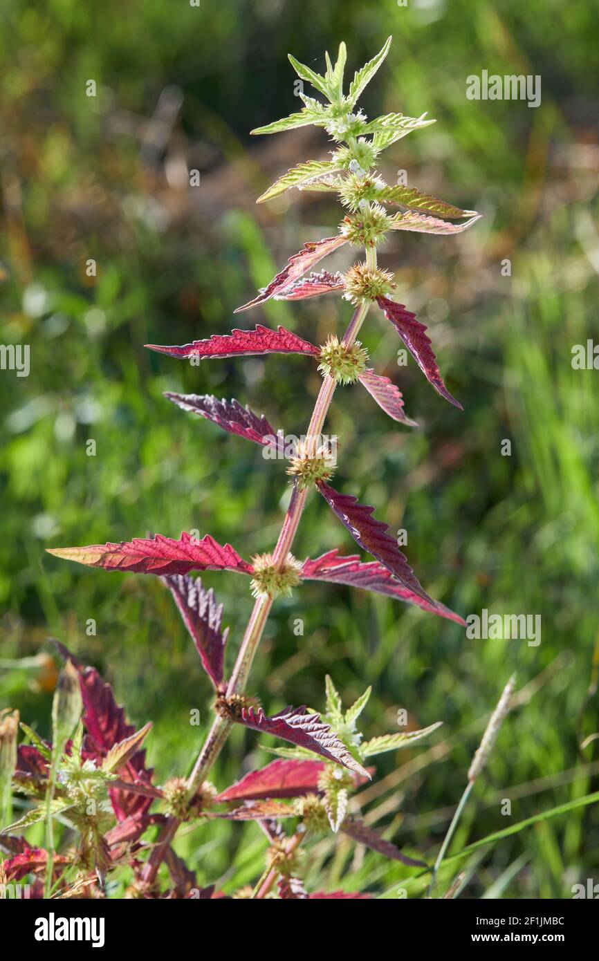 Stachys palustris, commonly known as marsh woundwort, marsh
