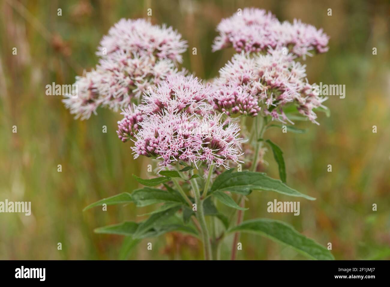 Valeriana officinalis or cat grass  flowering  in the meadow. Close up view Stock Photo