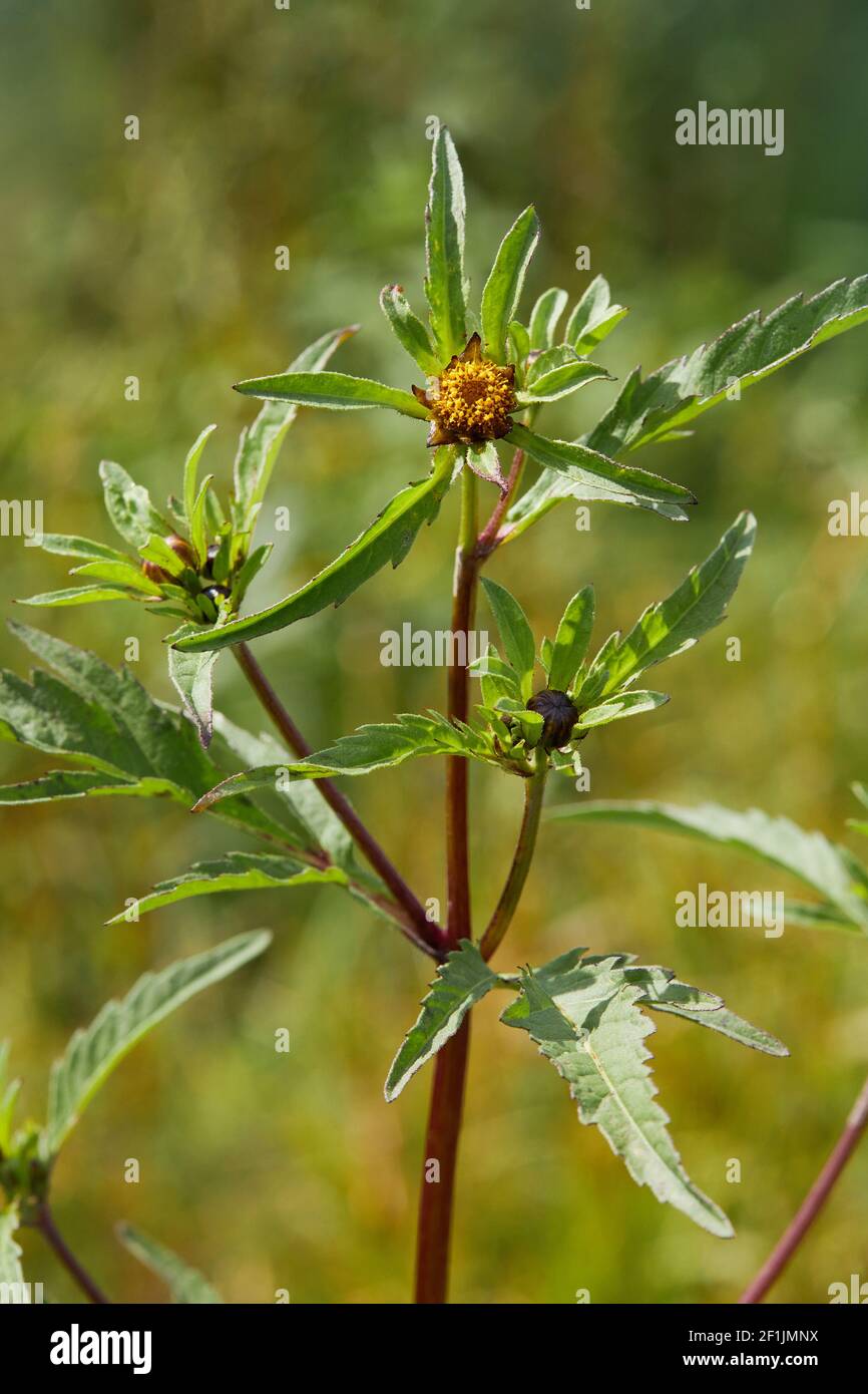 Bidens tripartita close up, Three-lobe Beggarticks is growing in it's natural habitat, medicinal plant Stock Photo