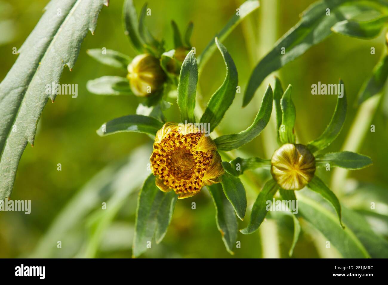 Bidens tripartita close up, Three-lobe Beggarticks is growing in it's natural habitat, medicinal plant Stock Photo
