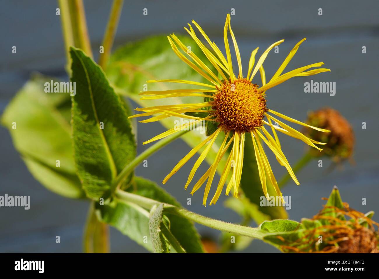 Blossoming Inula helenium in organic garden. Medicinal plant. Stock Photo