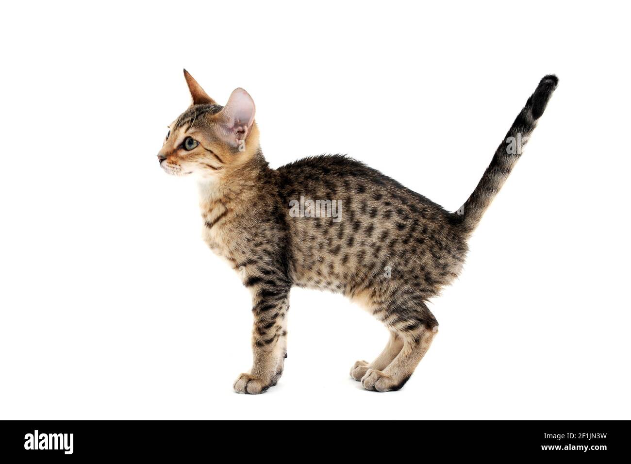 A striped purebred smooth-haired cat stands on a white background Stock Photo