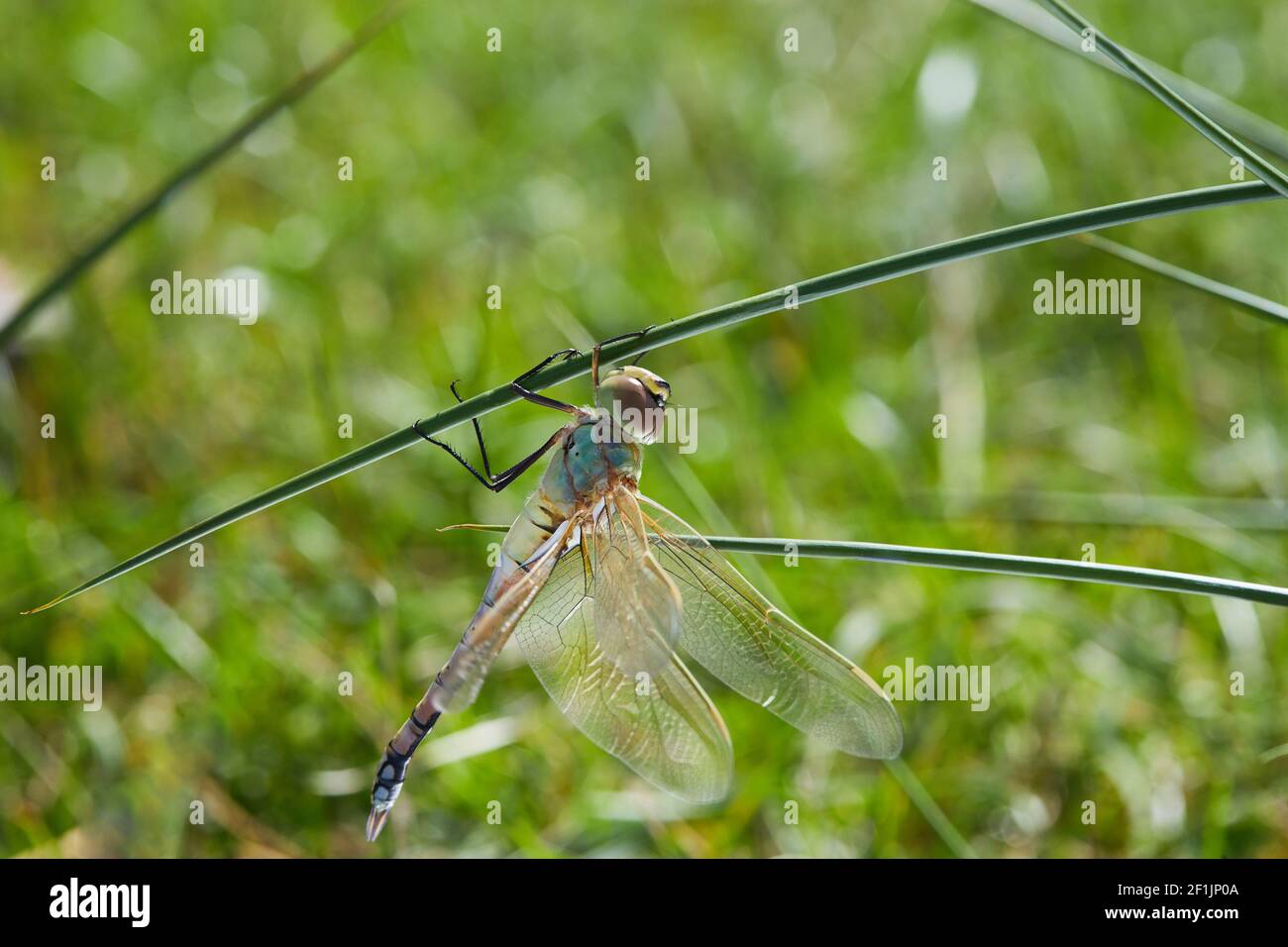 Macro of the juvenile vagrant darter (Sympetrum vulgatum) - a dragonfly is sitting on the grass Stock Photo