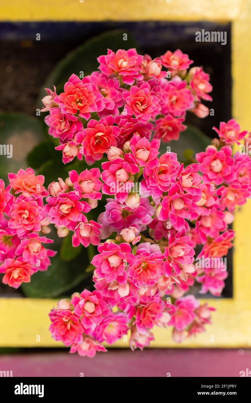 Amazing colorful flowers around the windows Stock Photo - Alamy