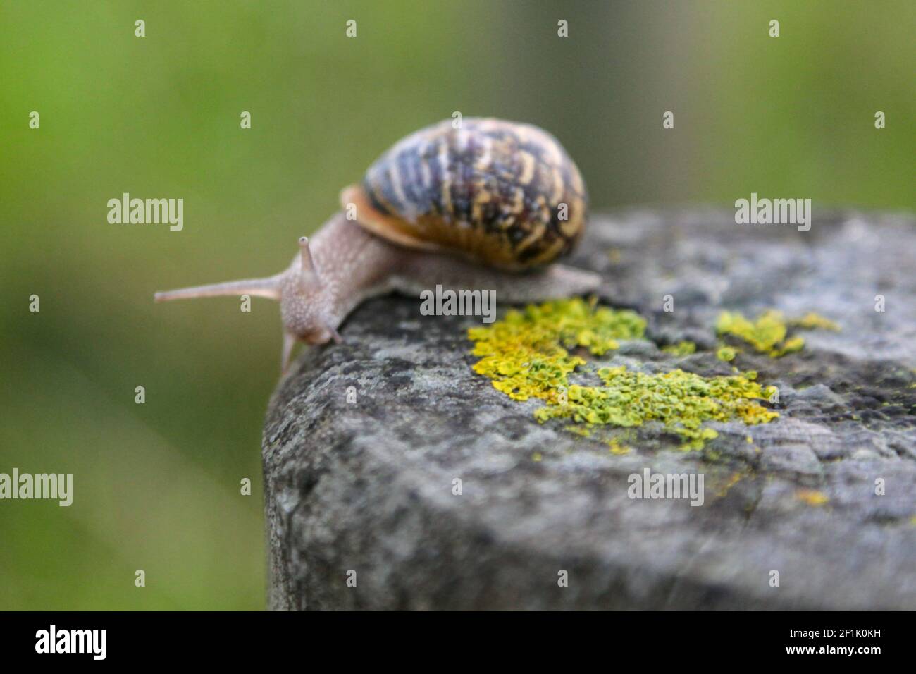 Snail on a log in the forest Stock Photo