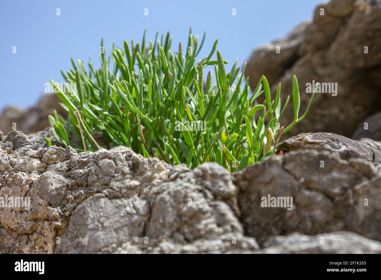 Plant growth on rock hi-res stock photography and images - Alamy