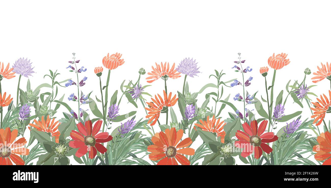 Vector floral seamless border. Summer flowers, herbs, leaves. Gaillardia, marigold, oxeye daisy, calendula, rosemary, lavender, sage, allium. Stock Vector