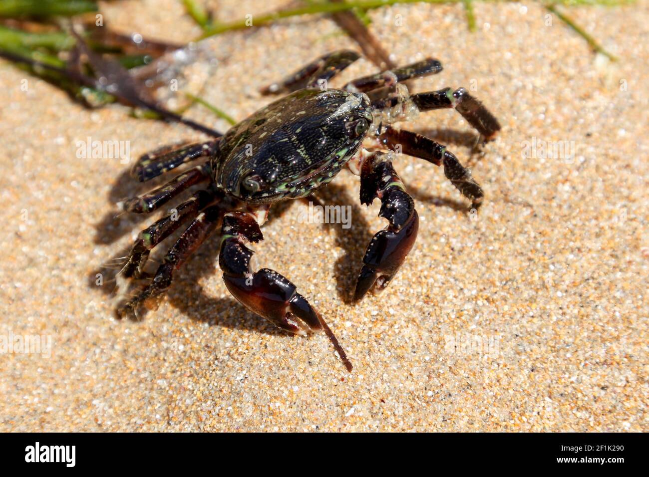 Crab on the beach in spain Stock Photo Alamy