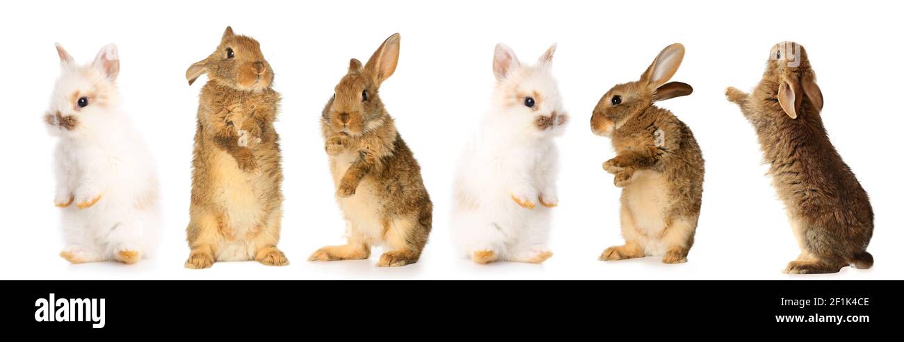 Cute fluffy rabbits on white background Stock Photo - Alamy