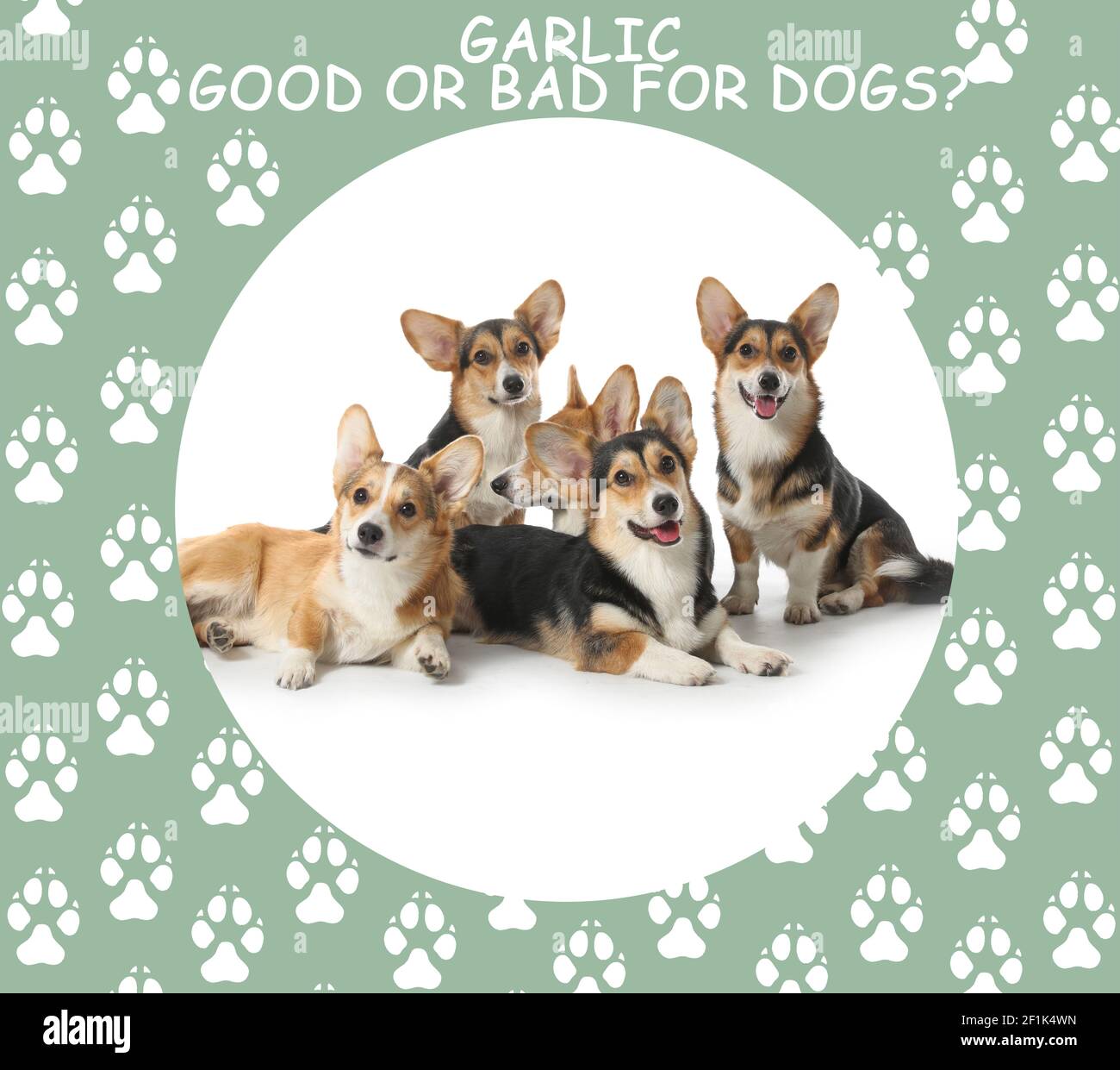 Cute dogs and text GARLIC GOOD OR BAD FOR DOGS? on color background Stock Photo Alamy