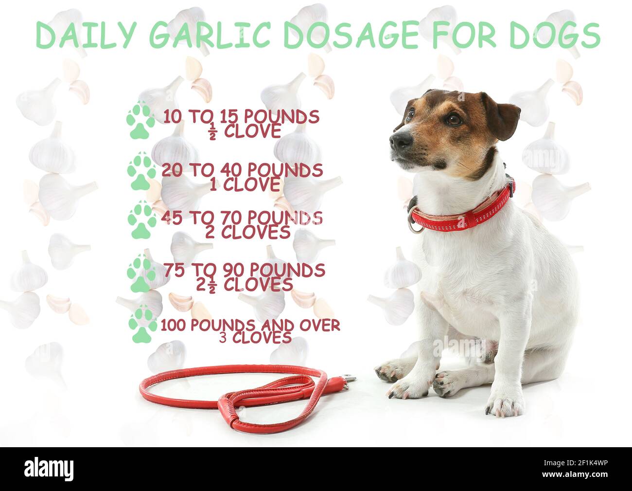 Cute dog and daily dosage of garlic for dogs on white background Stock Photo Alamy