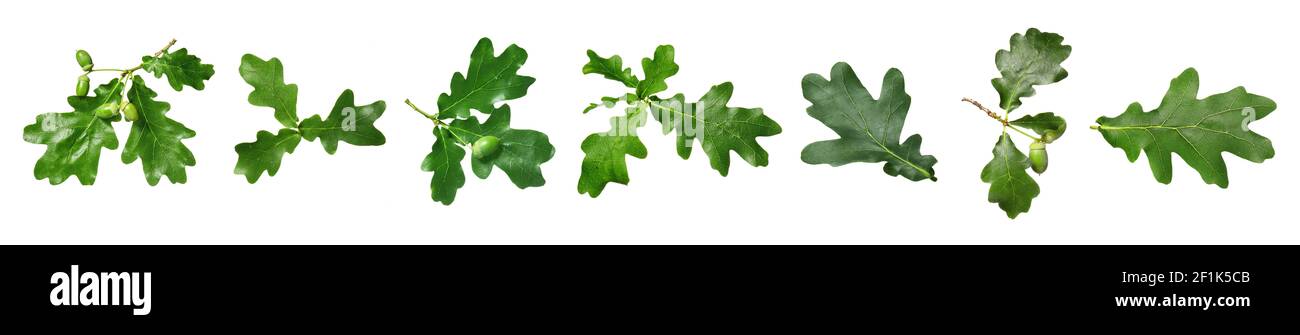 Green oak leaves on white background Stock Photo - Alamy