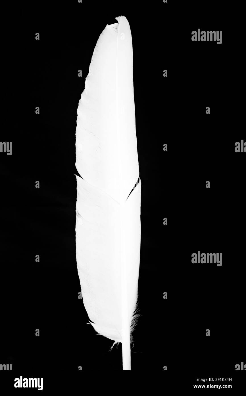 White feather in front of black background Stock Photo