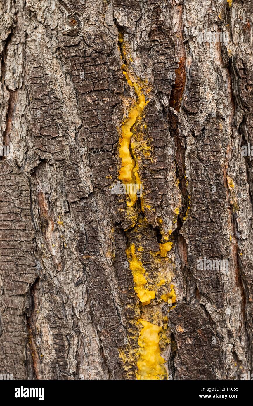 Macro close-up of bark and resin in Pine Forest Plantation in Cape Town Stock Photo