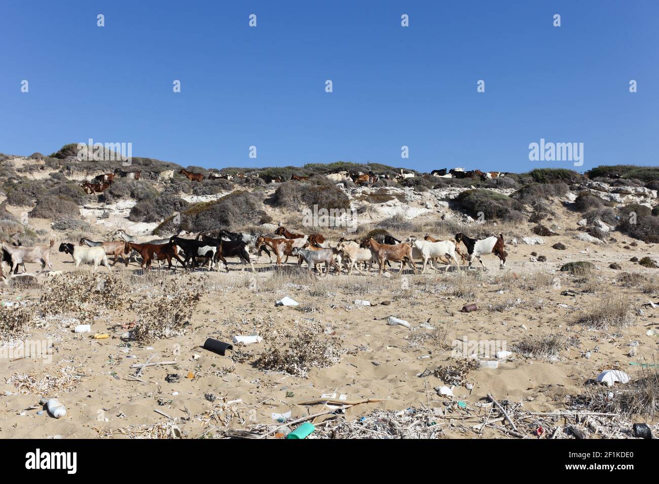 Mountain goats cyprus hi-res stock photography and images - Alamy