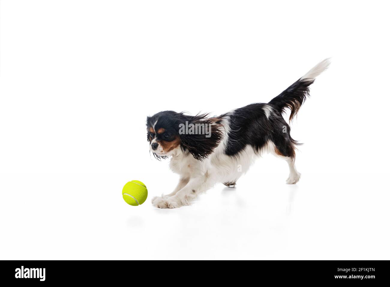 Funny king charles spaniel dog playing isolated over white background
