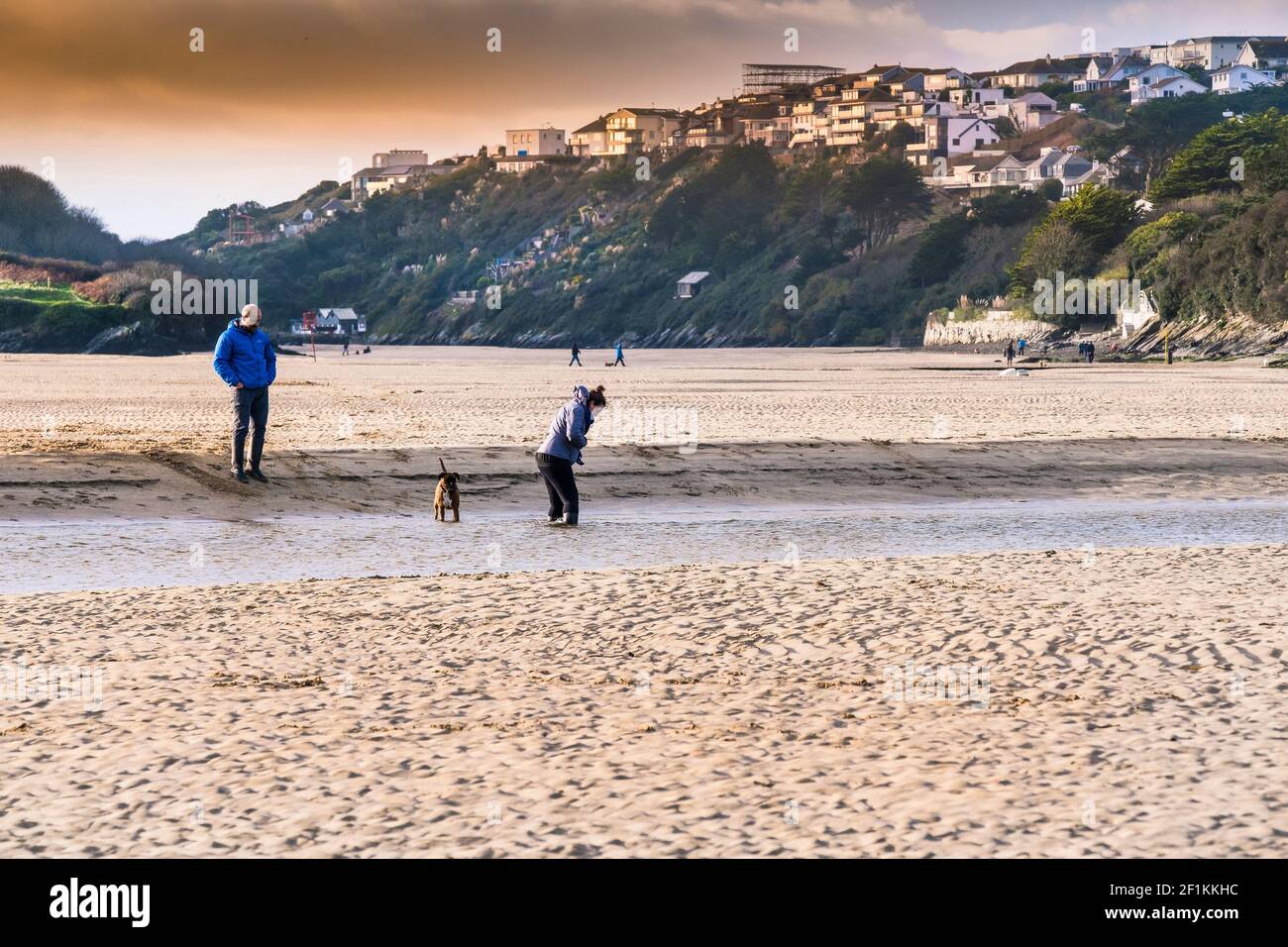 A dog walker attempting to wade through a deep channel on the Gannel River at low tide in Newquay in Cornwall. Stock Photo