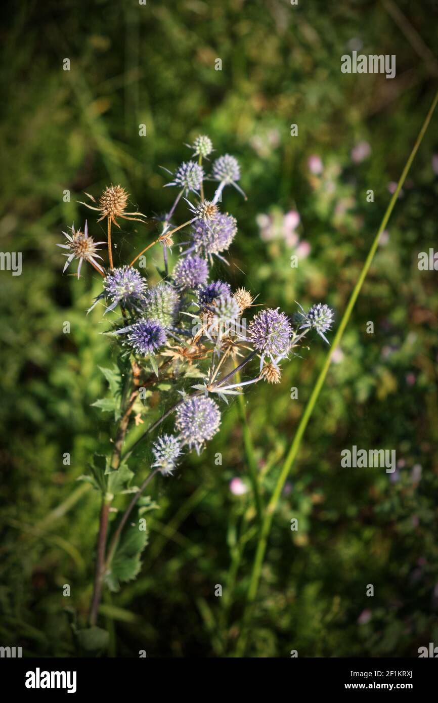 Stem of thistle on a blurred background with field herbs. Vignetting. Stock Photo
