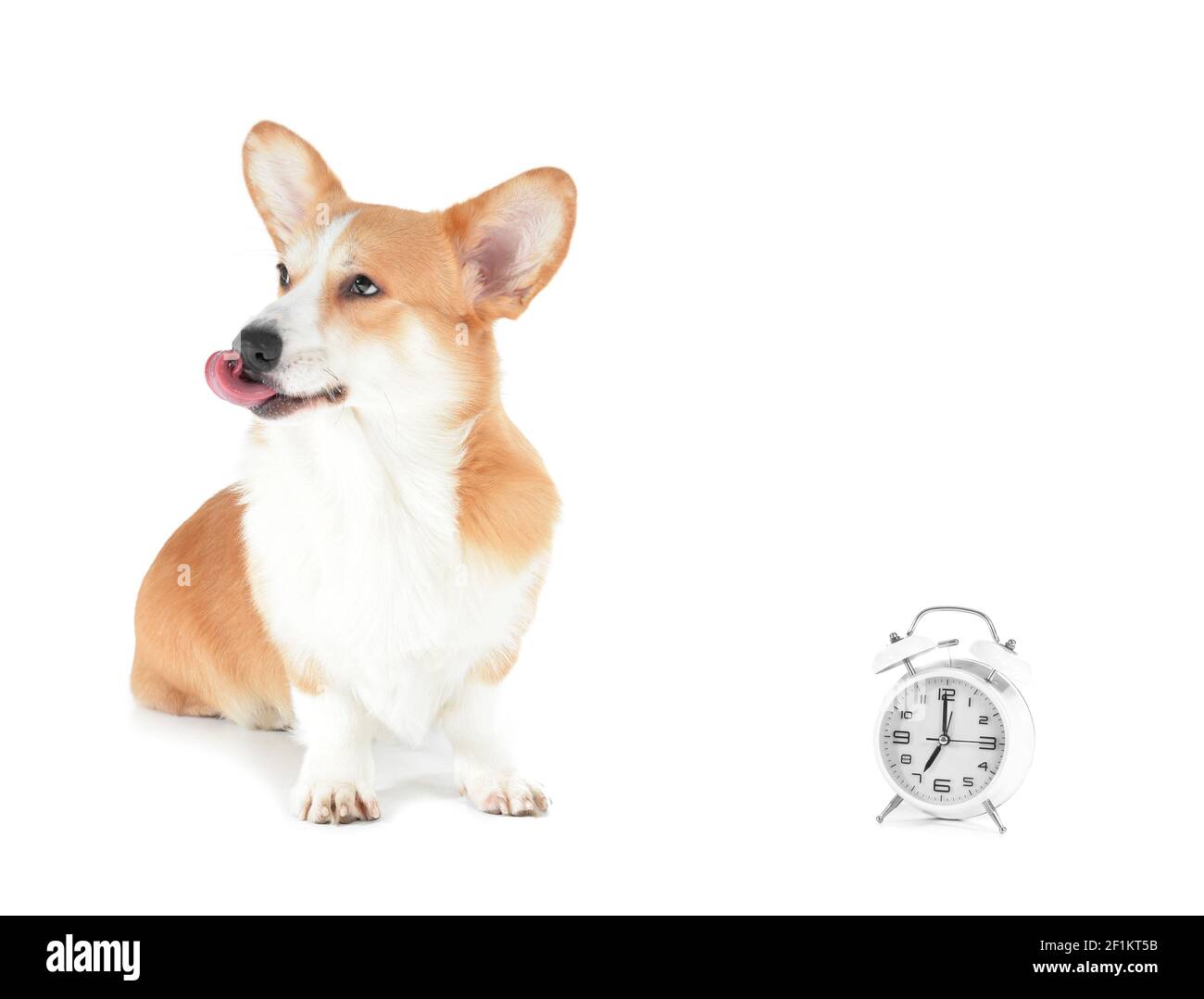 Cute dog with alarm clock on white background Stock Photo - Alamy