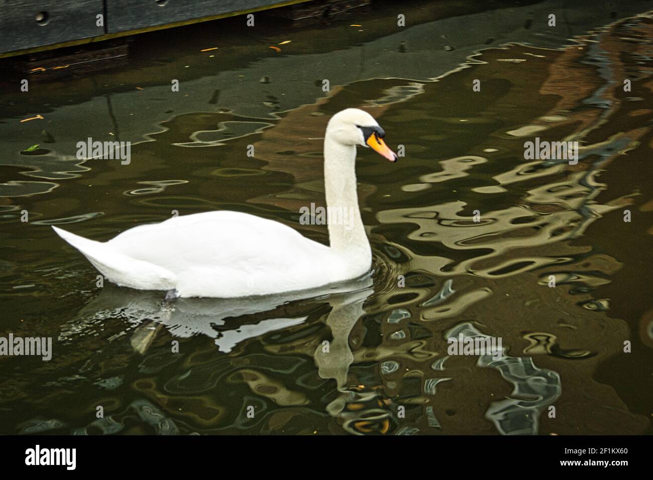 Swan on UK canal Stock Photo Alamy