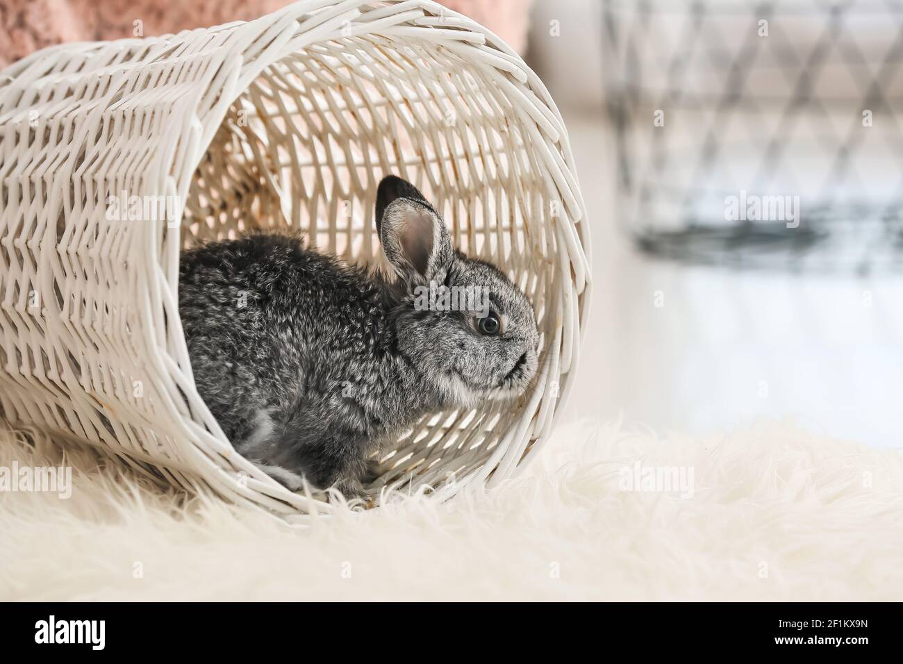 Cute rabbit in wicker basket at home Stock Photo - Alamy