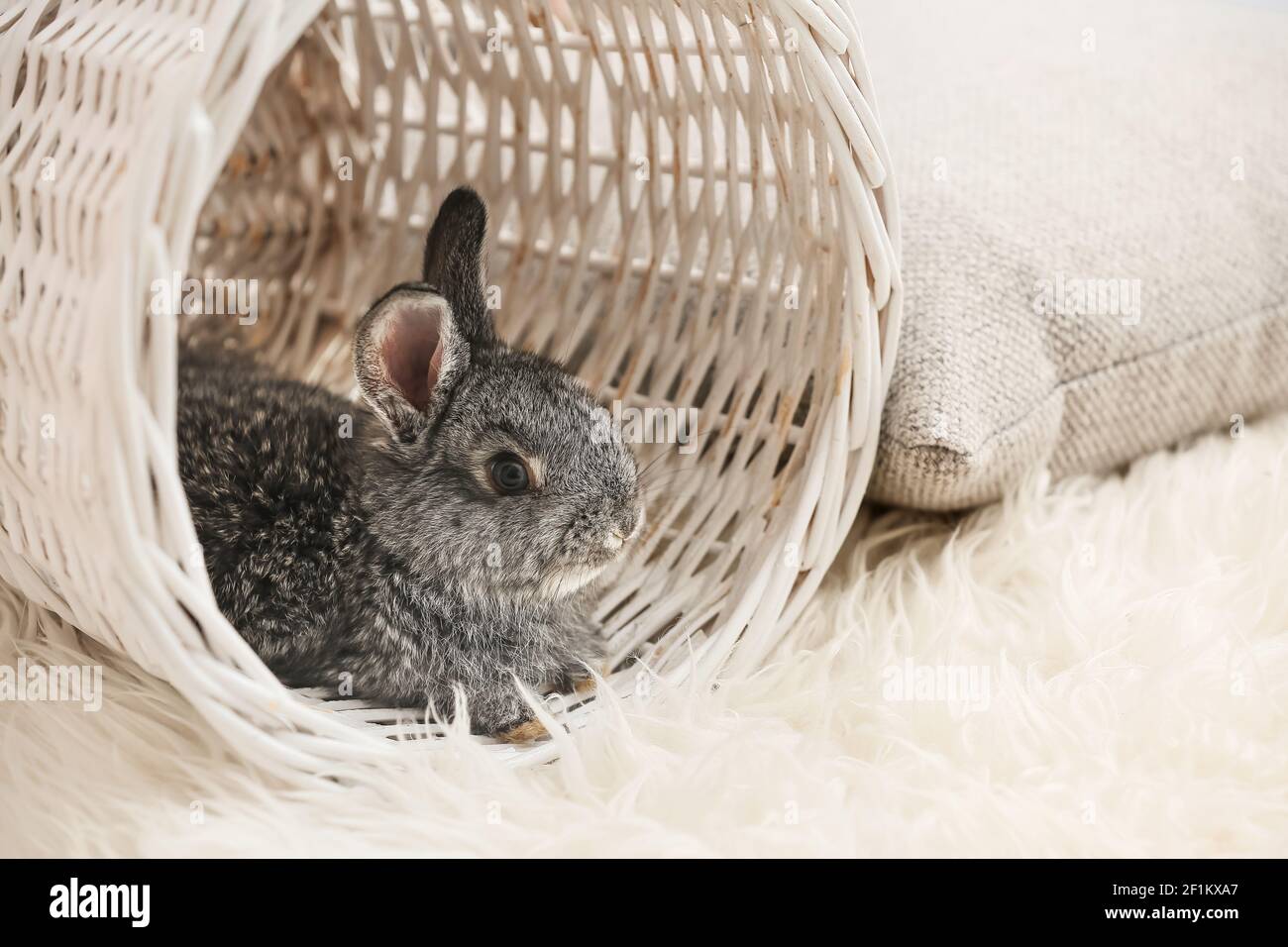 Cute rabbit in wicker basket at home Stock Photo - Alamy