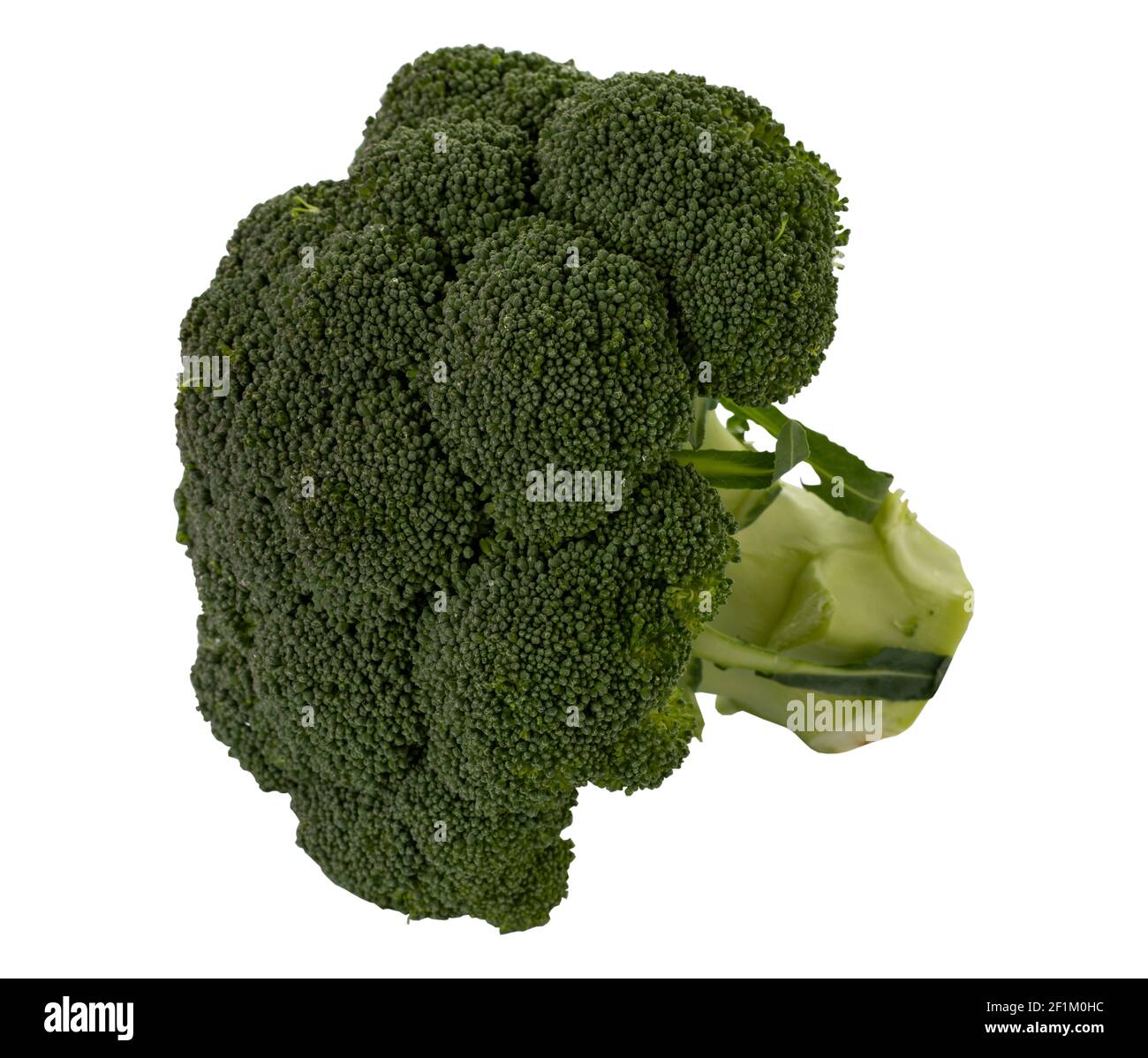 broccoli isolated on white background Stock Photo