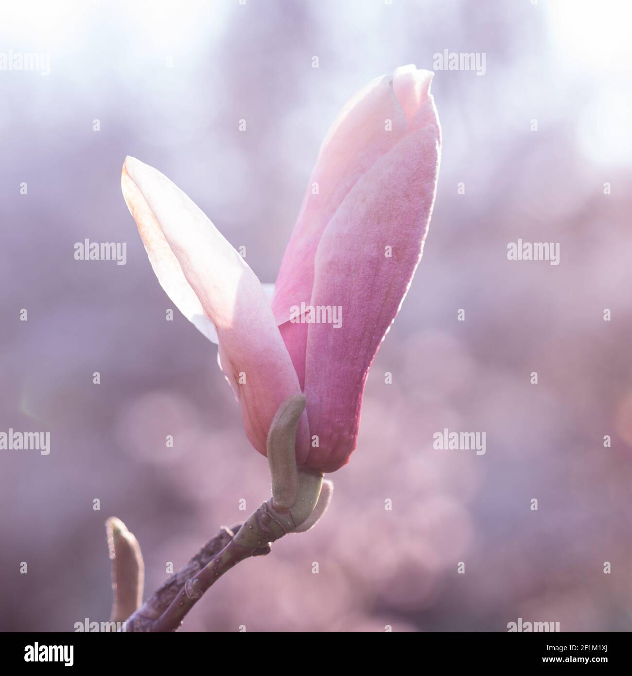 Bud of pink magnolia on a branch close-up Stock Photo - Alamy