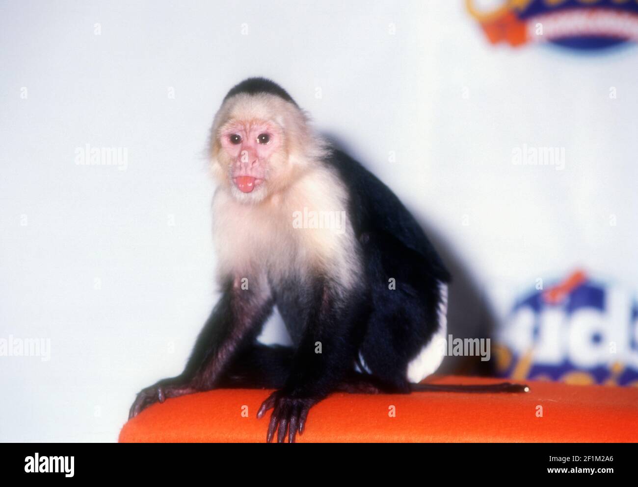 Universal City, California, USA 11th May 1996 Marcel the Monkey from Friends TV Show attends the Ninth Annual Nickelodeon's Kids' Choice Awards on May 11, 1996 at Universal Studios in Universal City, California, USA. Photo by Barry King/Alamy Stock Photo Stock Photo