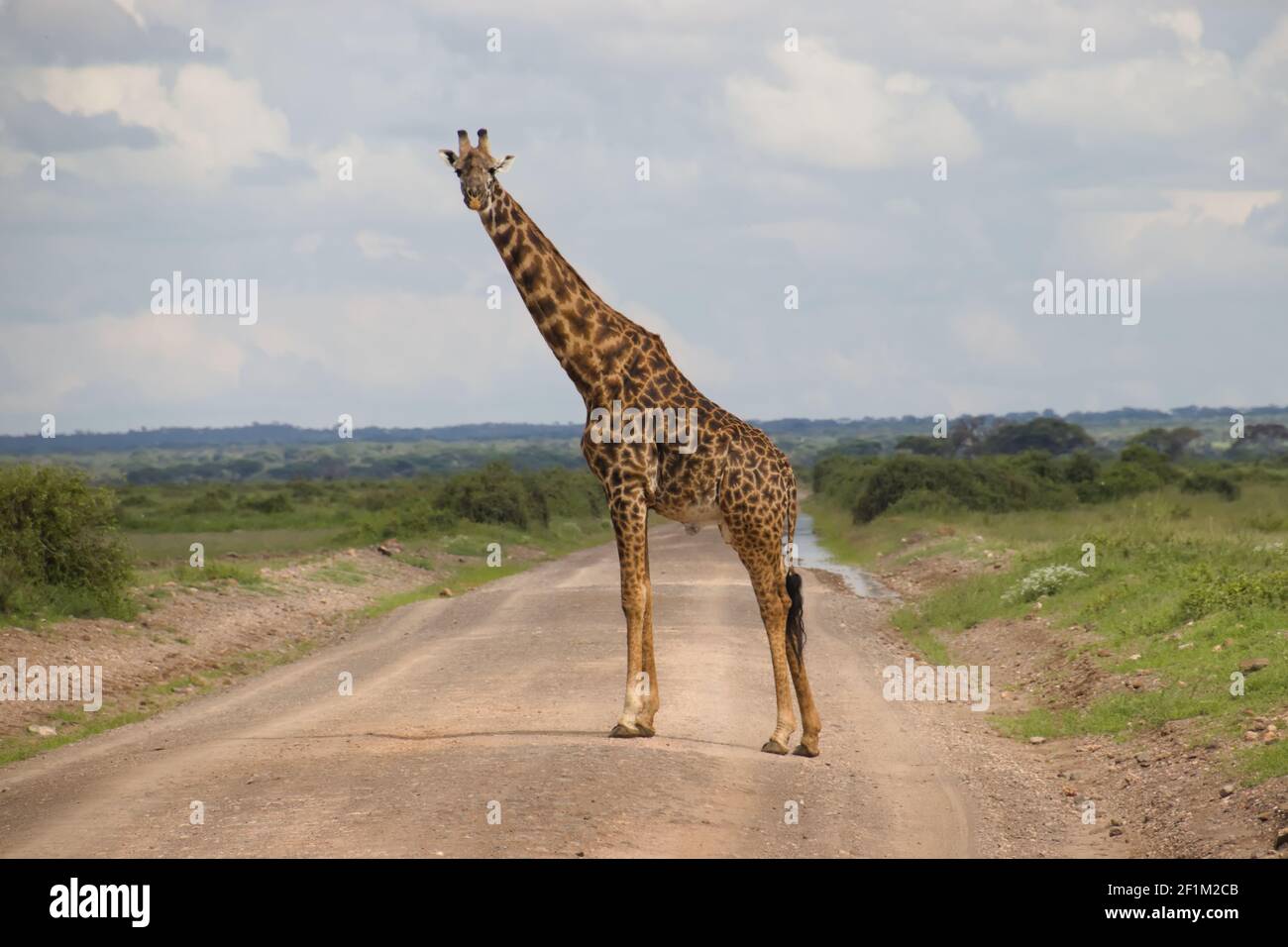 Serengeti giraffe hi-res stock photography and images - Alamy